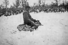 Tomas Lambert Klementsson märker ren i gärdet vid Autostugan. Troligen 1930-talet